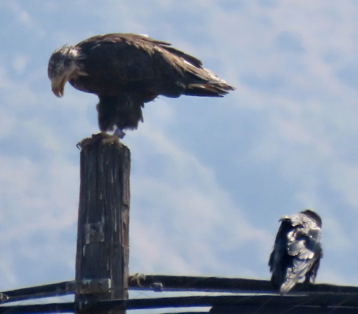 Bald Eagle - ML621357710