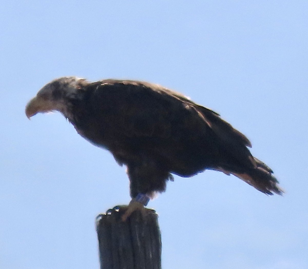 Bald Eagle - ML621357711