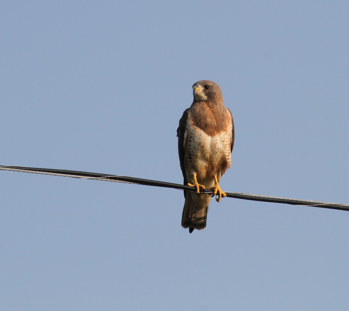 Swainson's Hawk - ML621357727