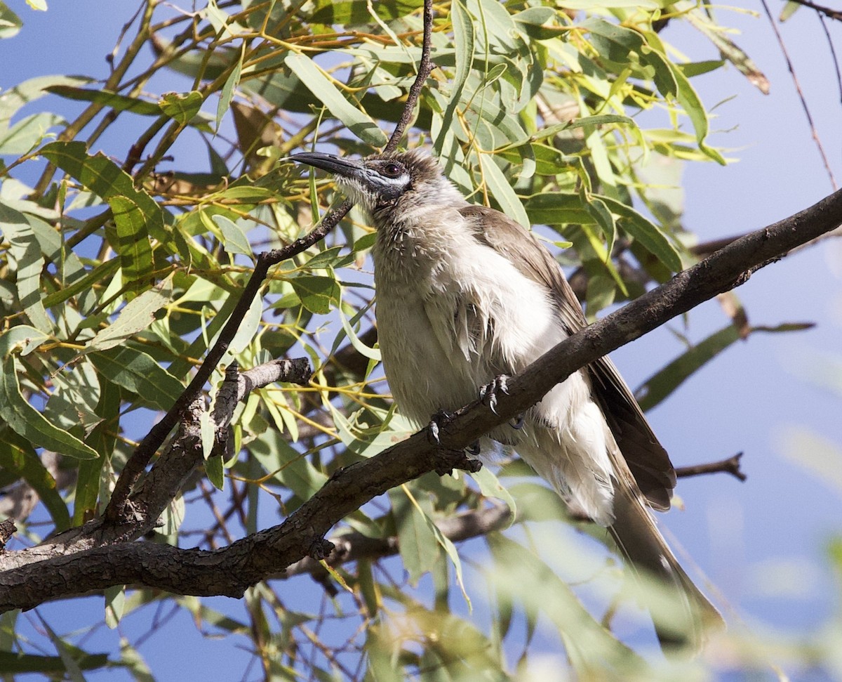 Filemón Goligualdo - ML621357734