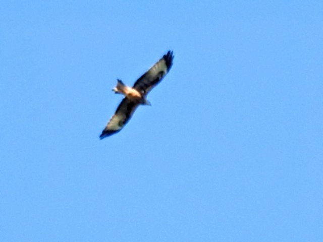 Red Kite - ML621357778