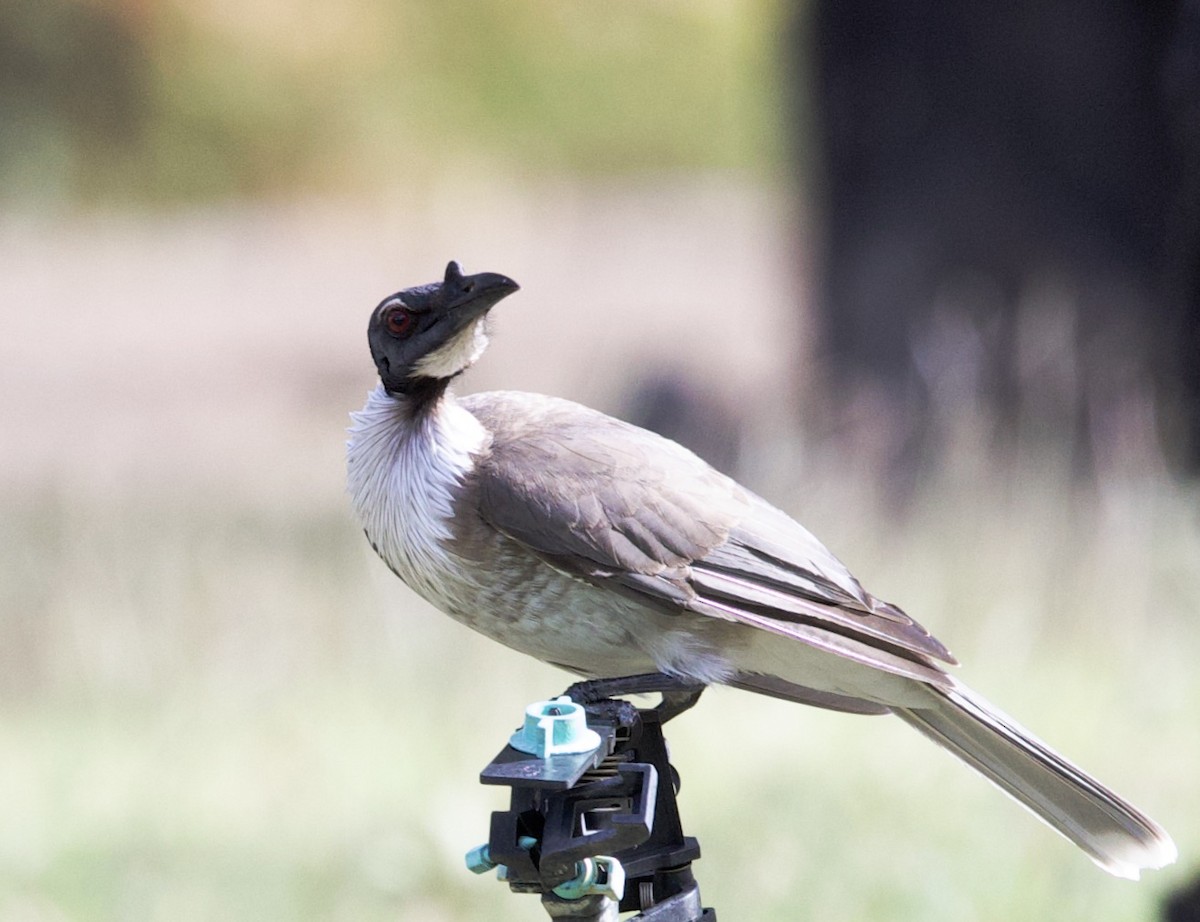 Noisy Friarbird - ML621357805