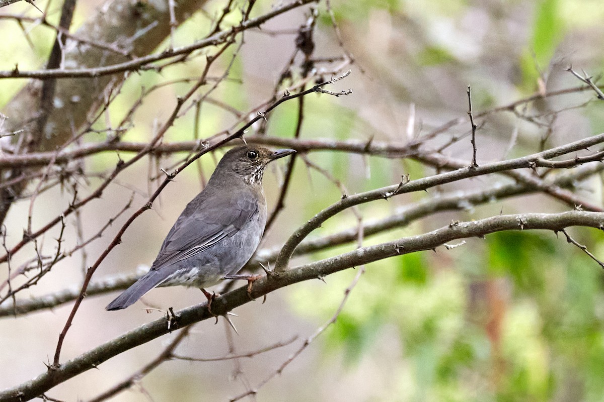 Andean Slaty Thrush - ML621357848