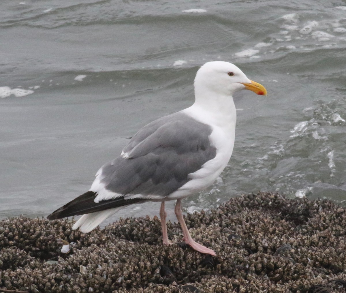 Goéland d'Audubon - ML621357922