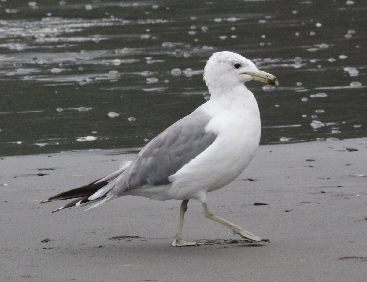 Goéland de Californie - ML621357951