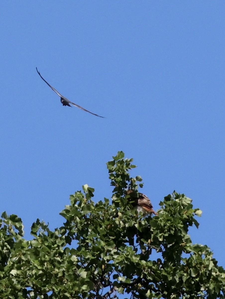 Red-tailed Hawk - J. Fields Falcone