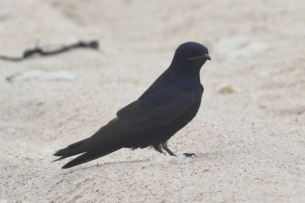 Purple Martin - ML621358067