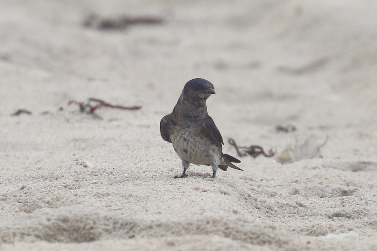 Purple Martin - ML621358068