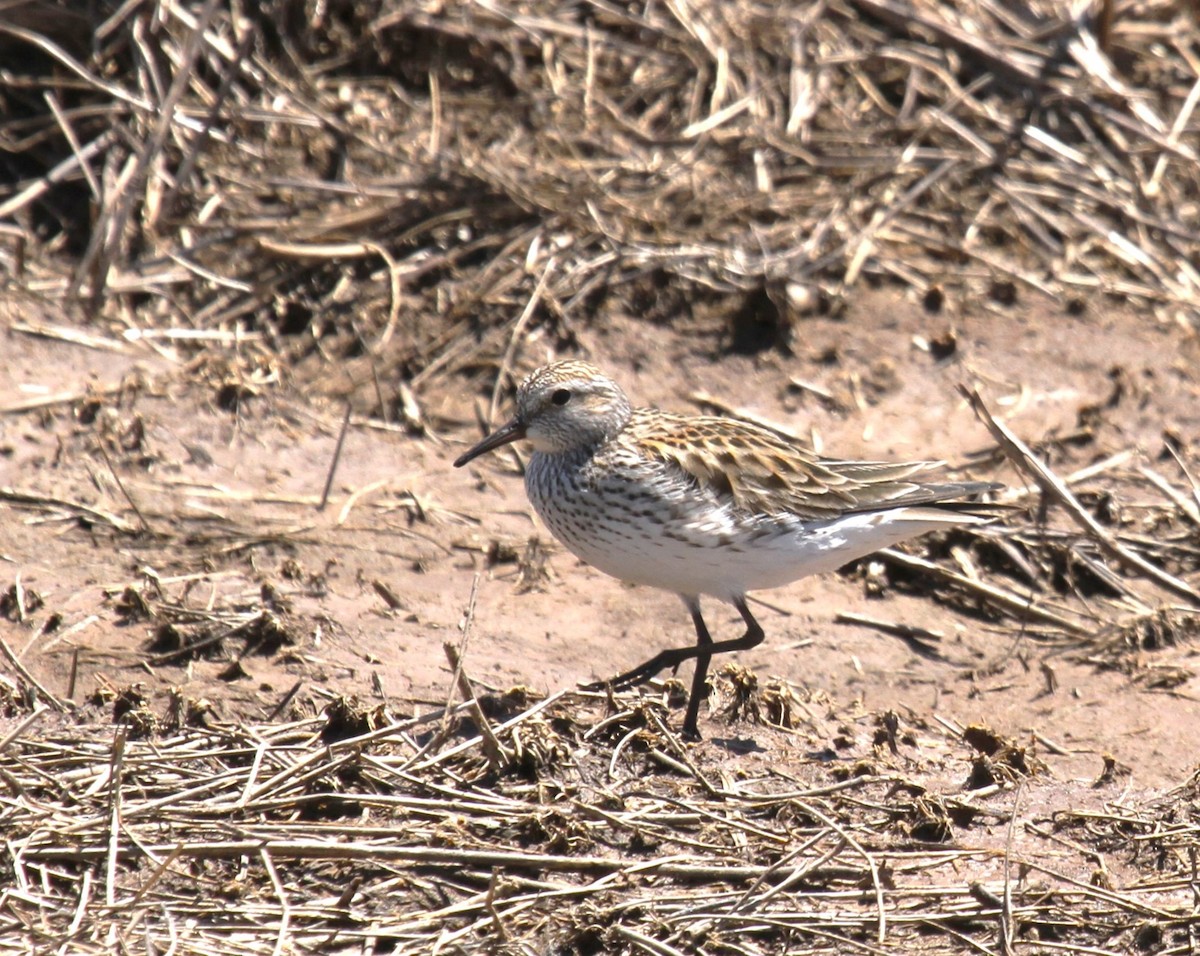 White-rumped Sandpiper - ML621358084