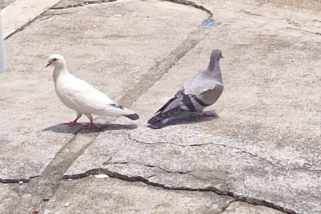 Rock Pigeon (Feral Pigeon) - ML621358085