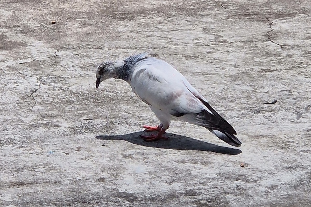 Rock Pigeon (Feral Pigeon) - ML621358086