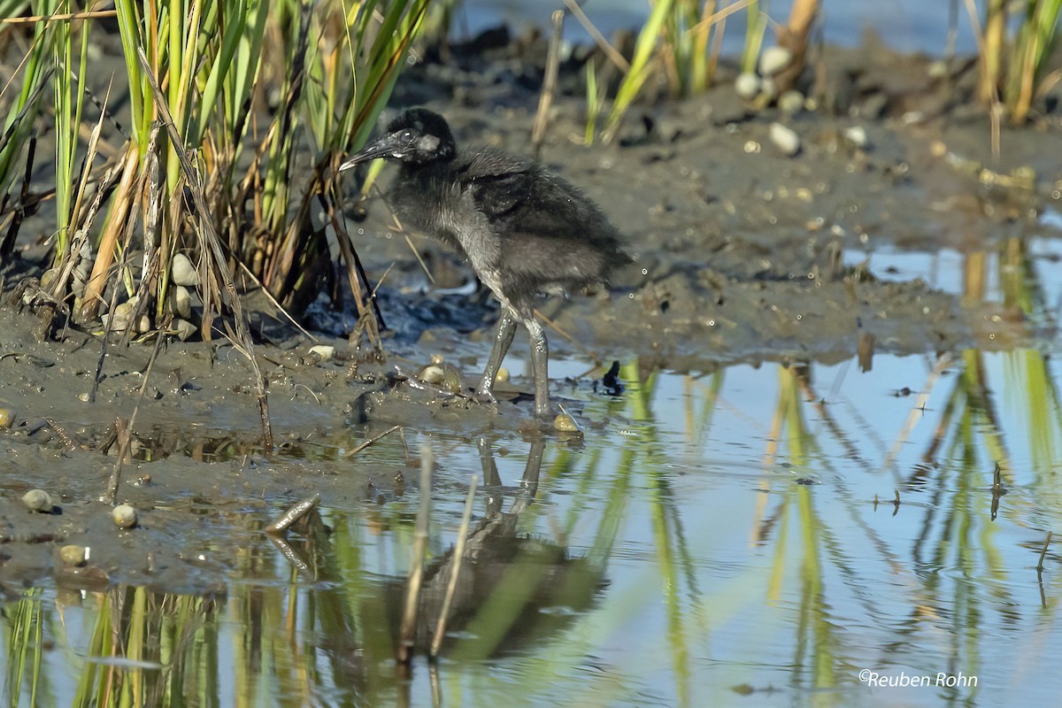 Clapper Rail (Atlantic Coast) - ML621358091