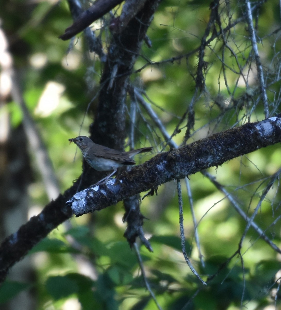 Swainson's Thrush (Russet-backed) - ML621358118