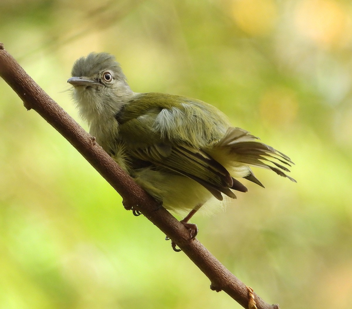 Yellow-olive Flatbill - ML621358176