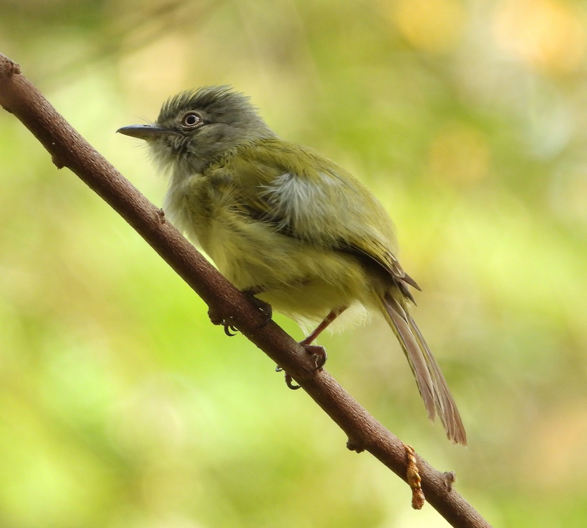 Yellow-olive Flatbill - ML621358177