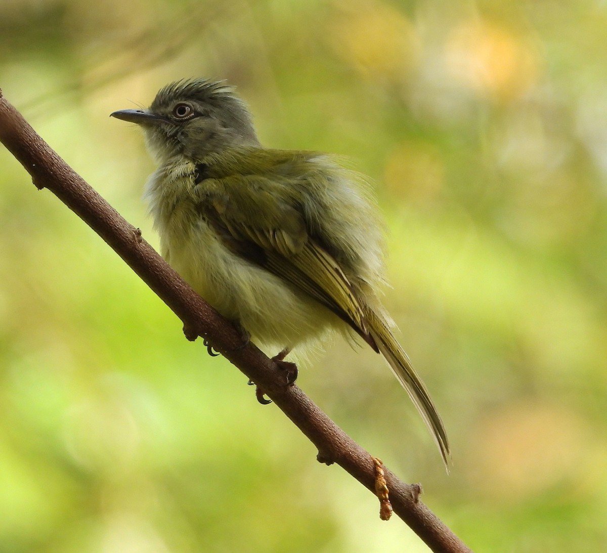 Yellow-olive Flatbill - ML621358178