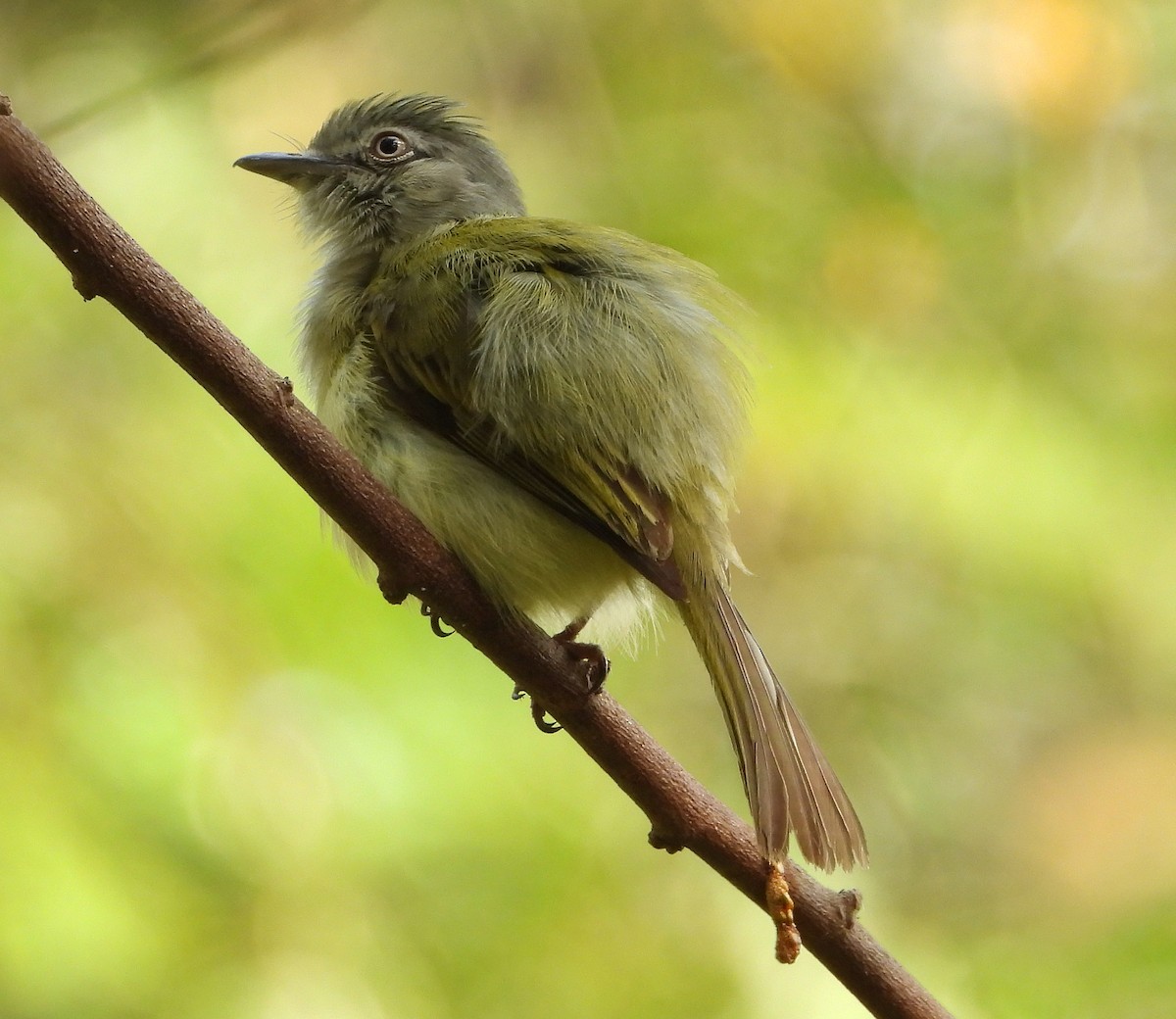 Yellow-olive Flatbill - ML621358179