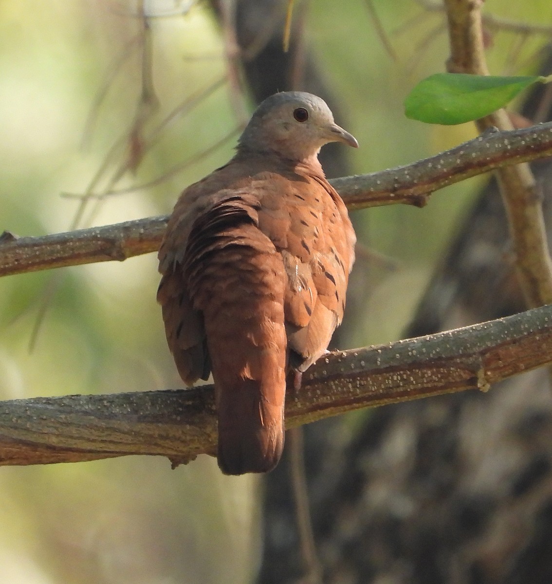 Ruddy Ground Dove - ML621358199