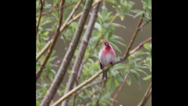 Redpoll (flammea) - ML621358207