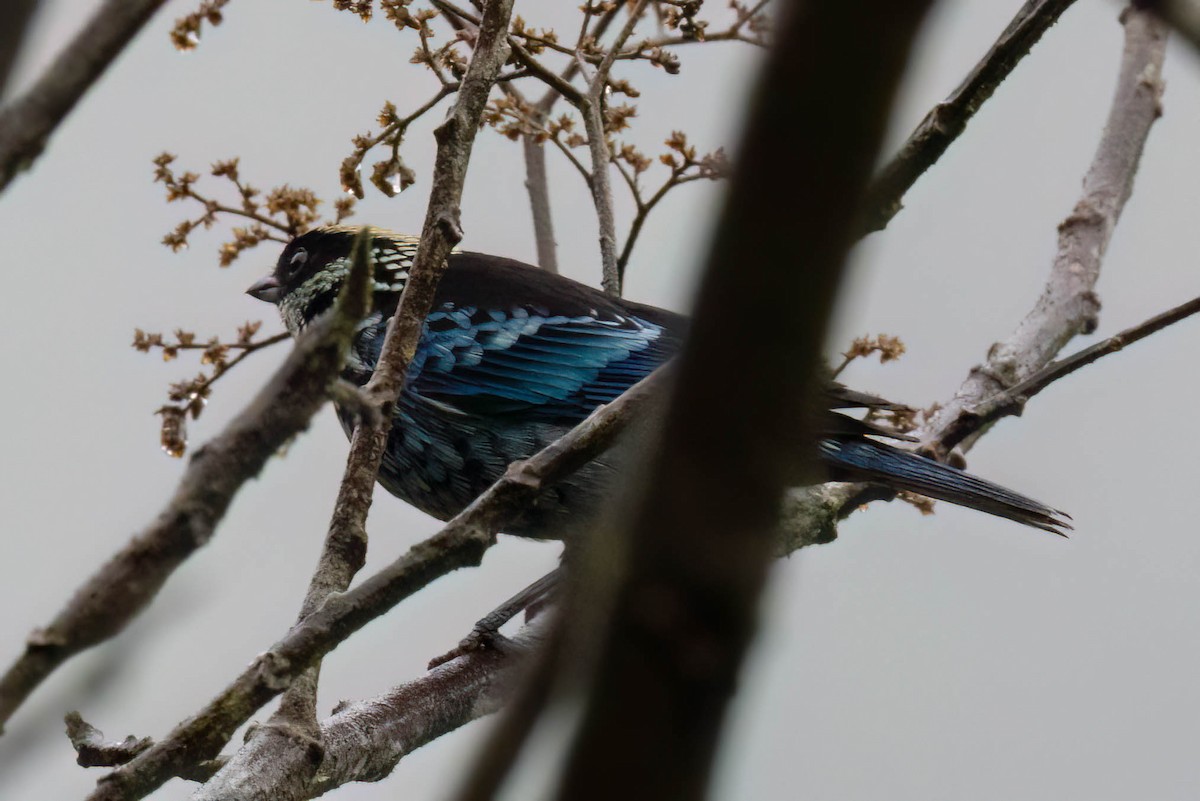 Beryl-spangled Tanager - ML621358208