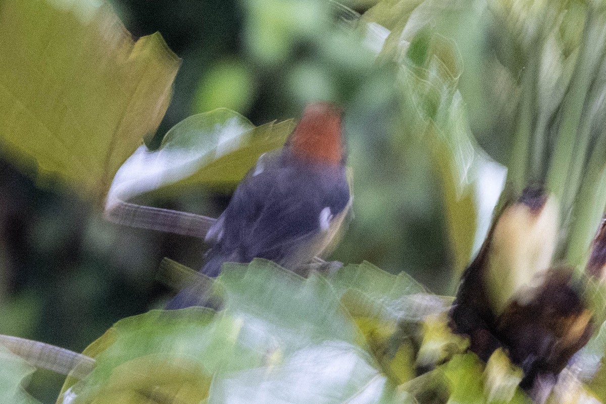 Yellow-breasted Brushfinch - ML621358219