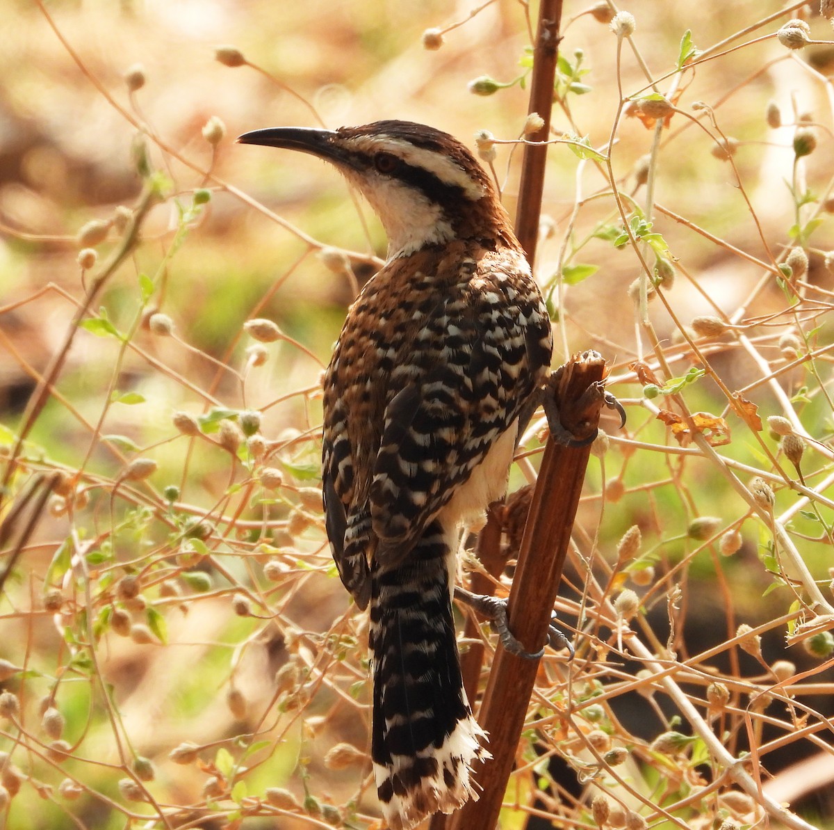 Rufous-naped Wren - ML621358220