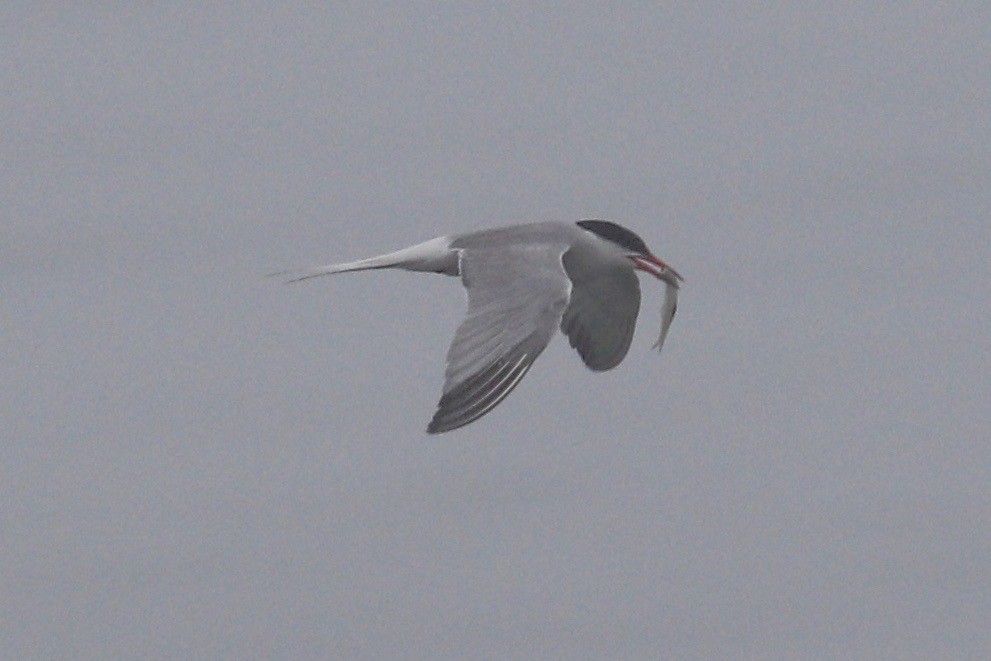 Common Tern - ML621358221