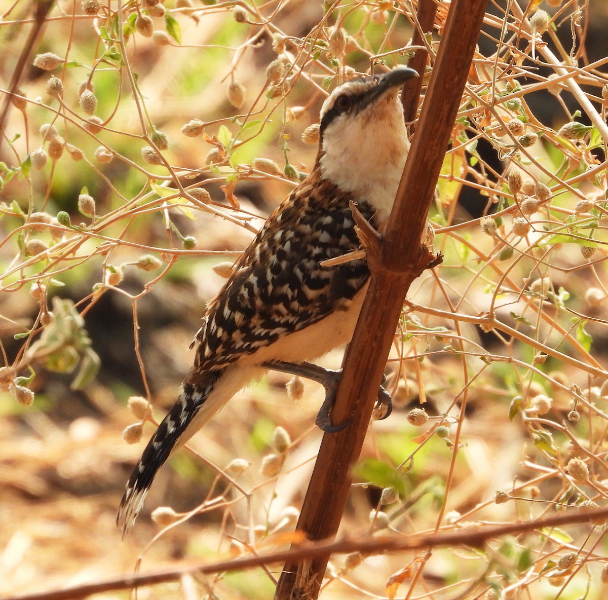 Rufous-naped Wren - ML621358222