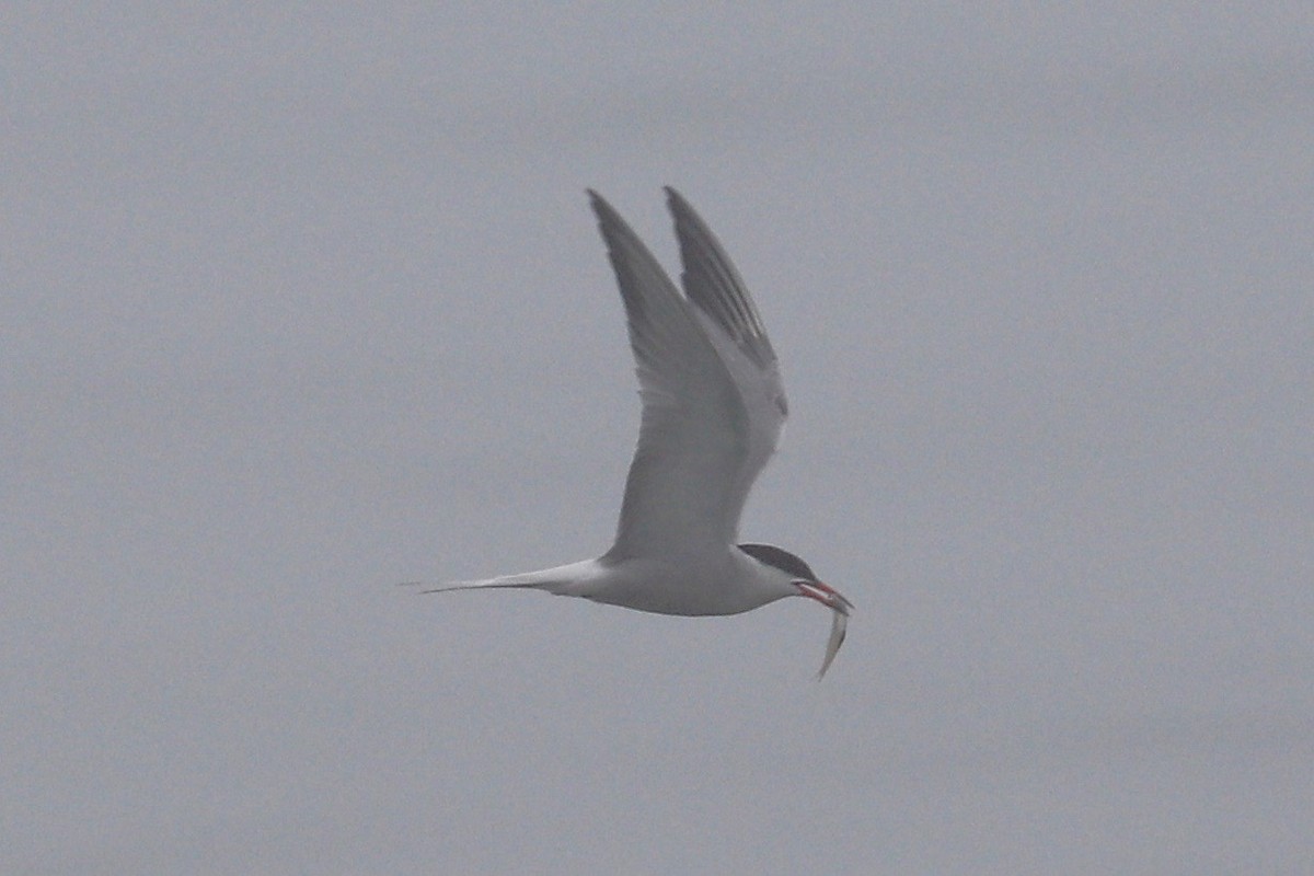 Common Tern - ML621358223