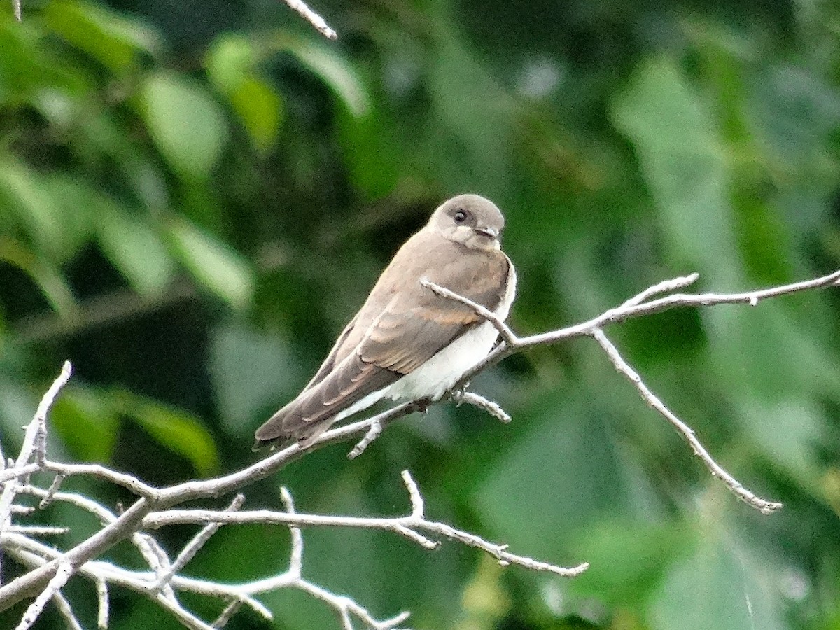 Northern Rough-winged Swallow - ML621358249