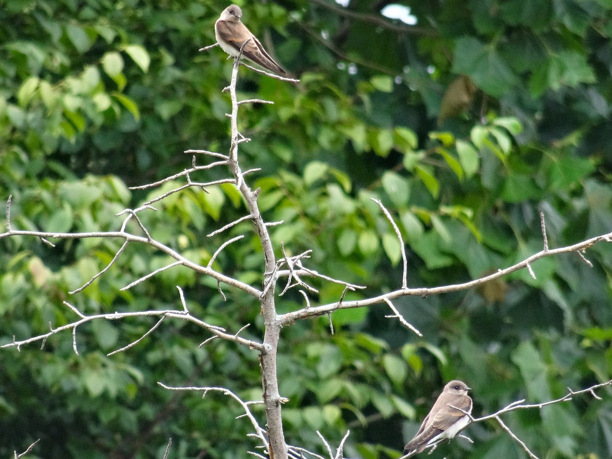 Northern Rough-winged Swallow - ML621358250