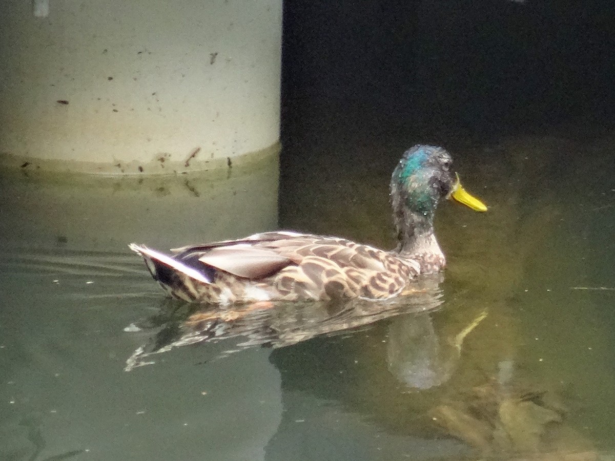 Canard colvert - ML621358254