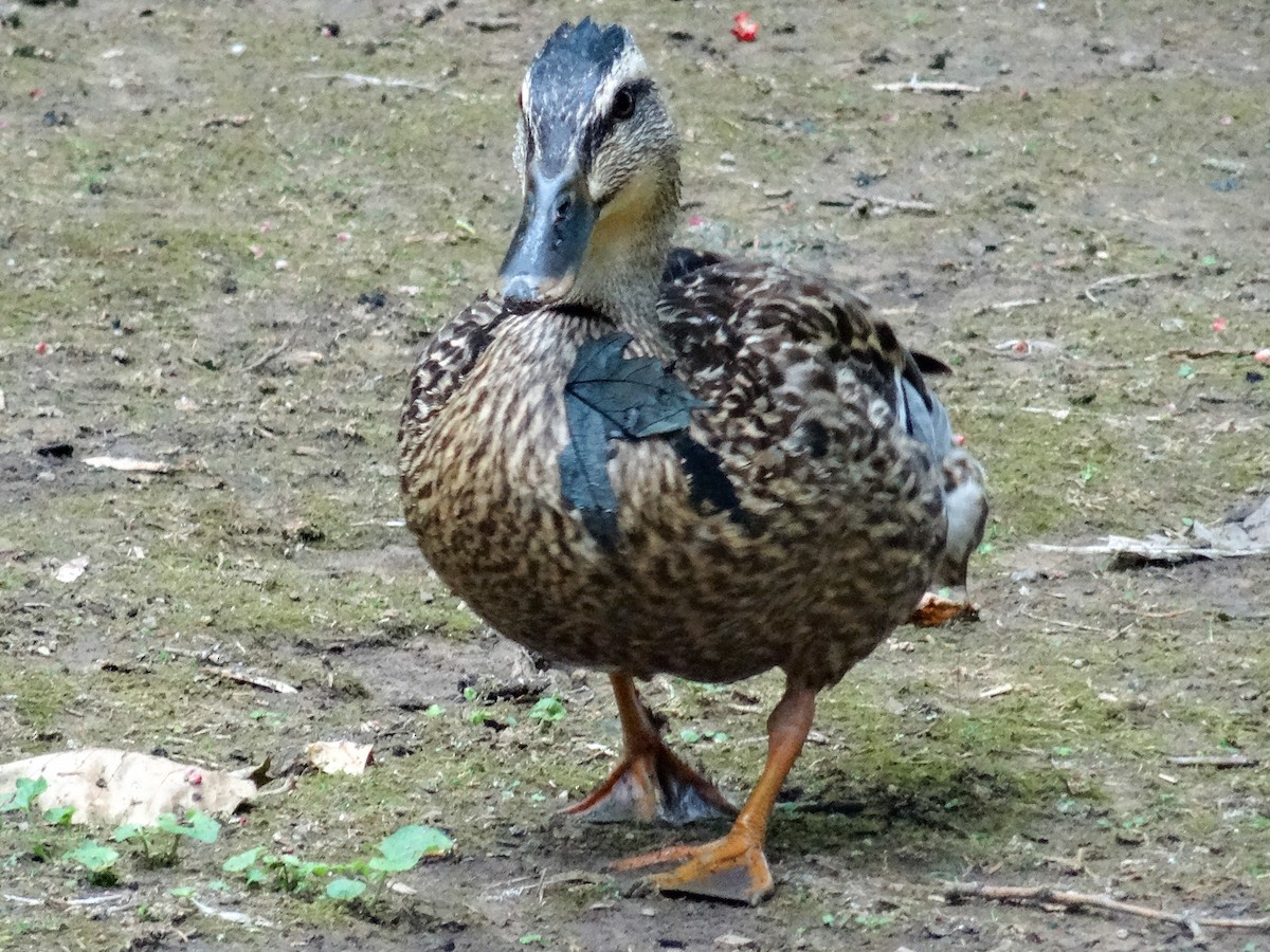 Canard colvert - ML621358255