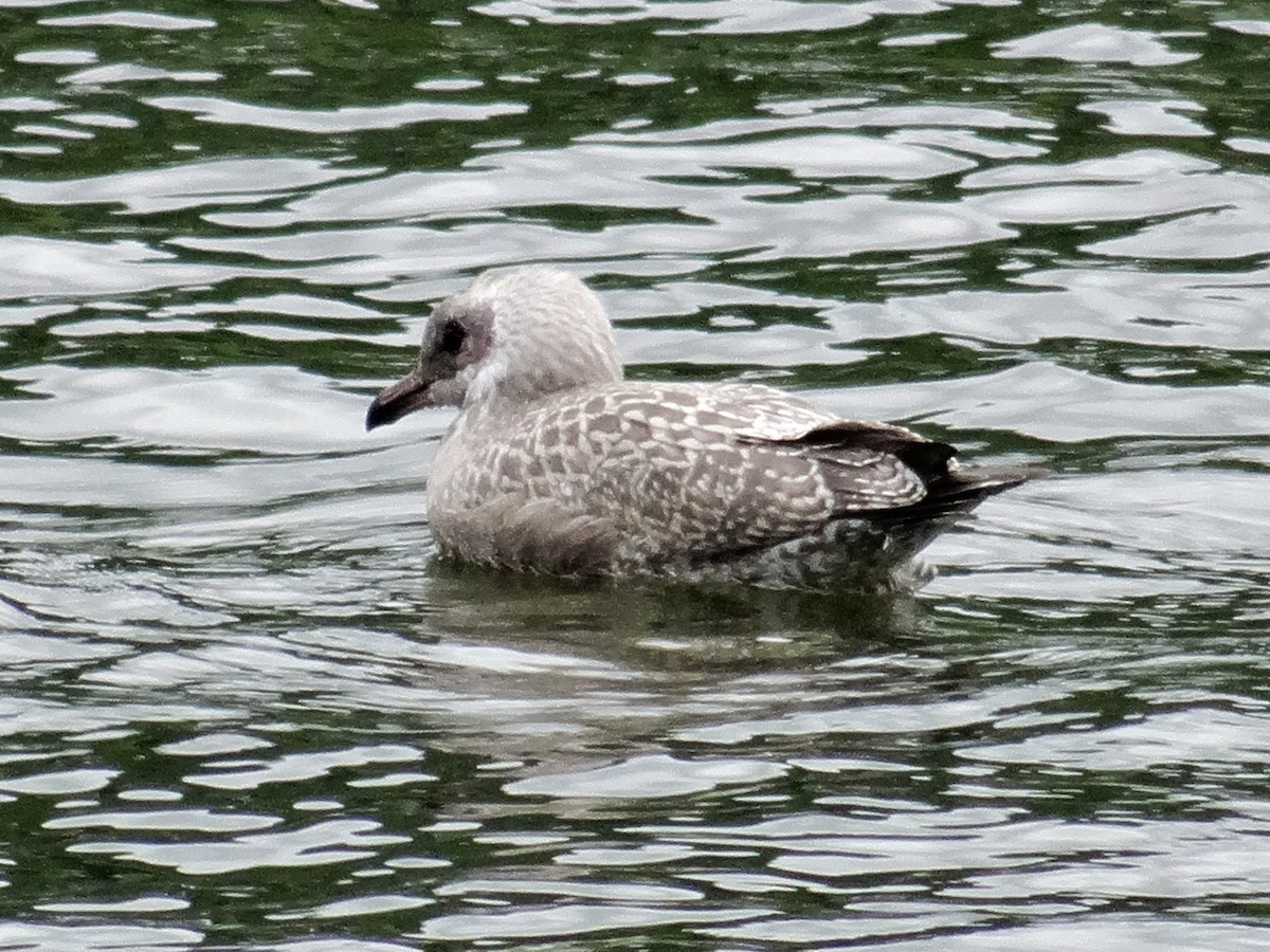 Herring Gull (American) - ML621358260