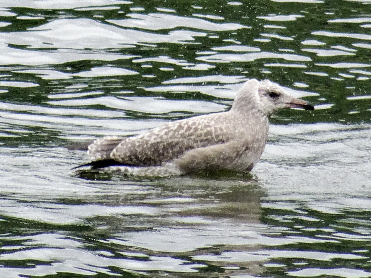 Herring Gull (American) - John Tollefson