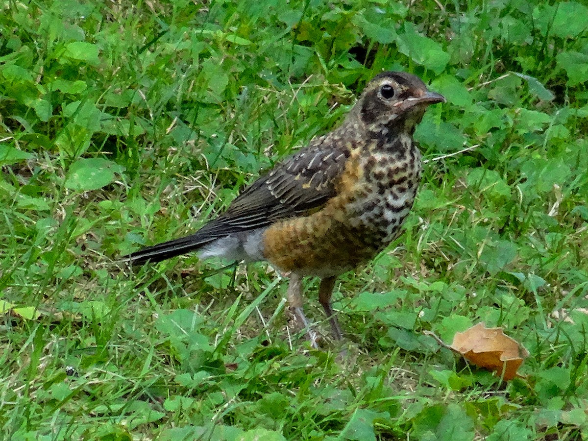 American Robin - ML621358264