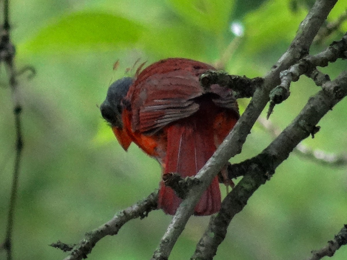 Cardinal rouge - ML621358266