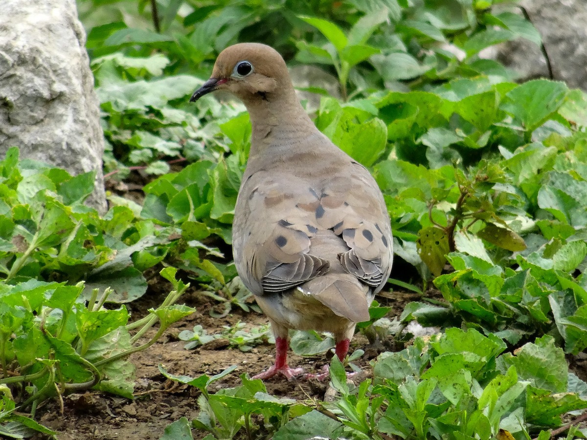 Mourning Dove - ML621358269