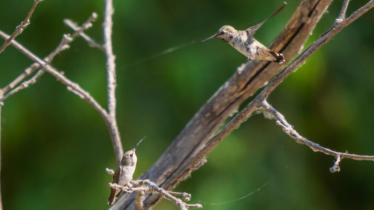 ub. kolibri (Trochilidae sp.) - ML621358337