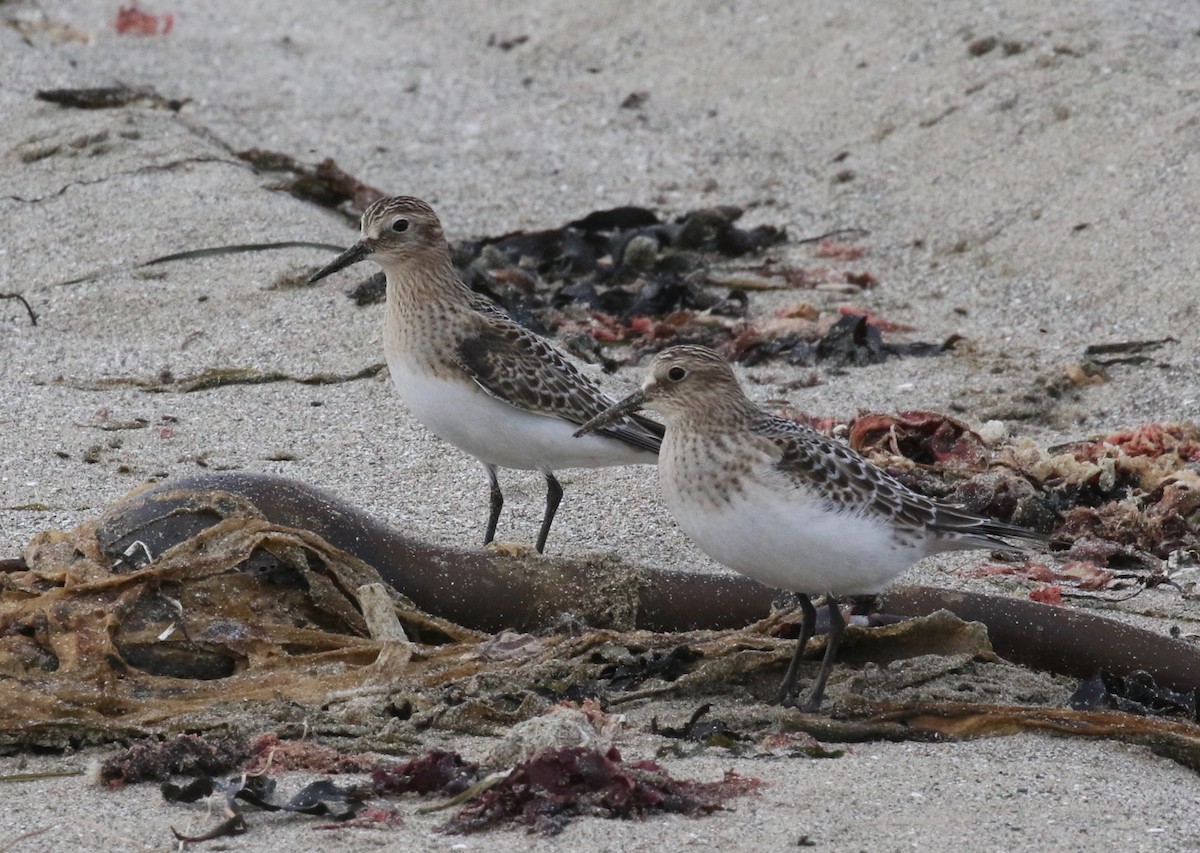 Baird's Sandpiper - ML621358350