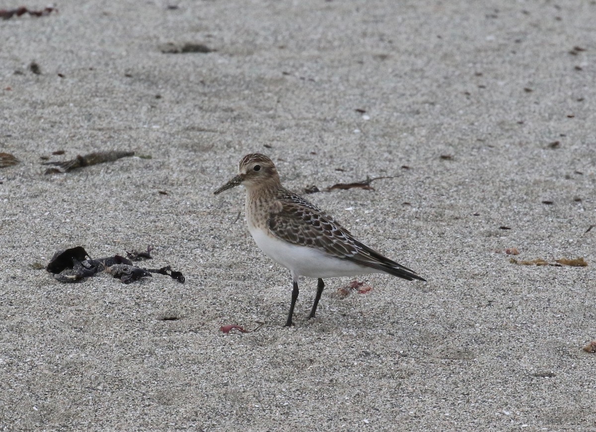 Baird's Sandpiper - ML621358351