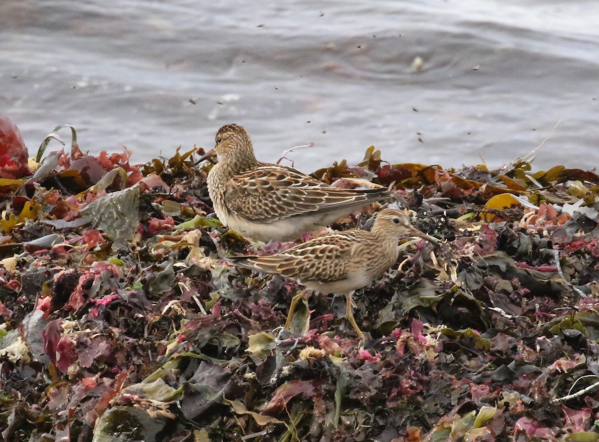 Pectoral Sandpiper - ML621358356