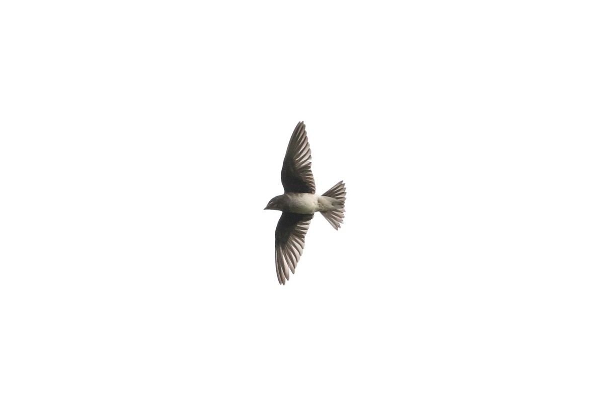 Gray-breasted Martin - ML621358362