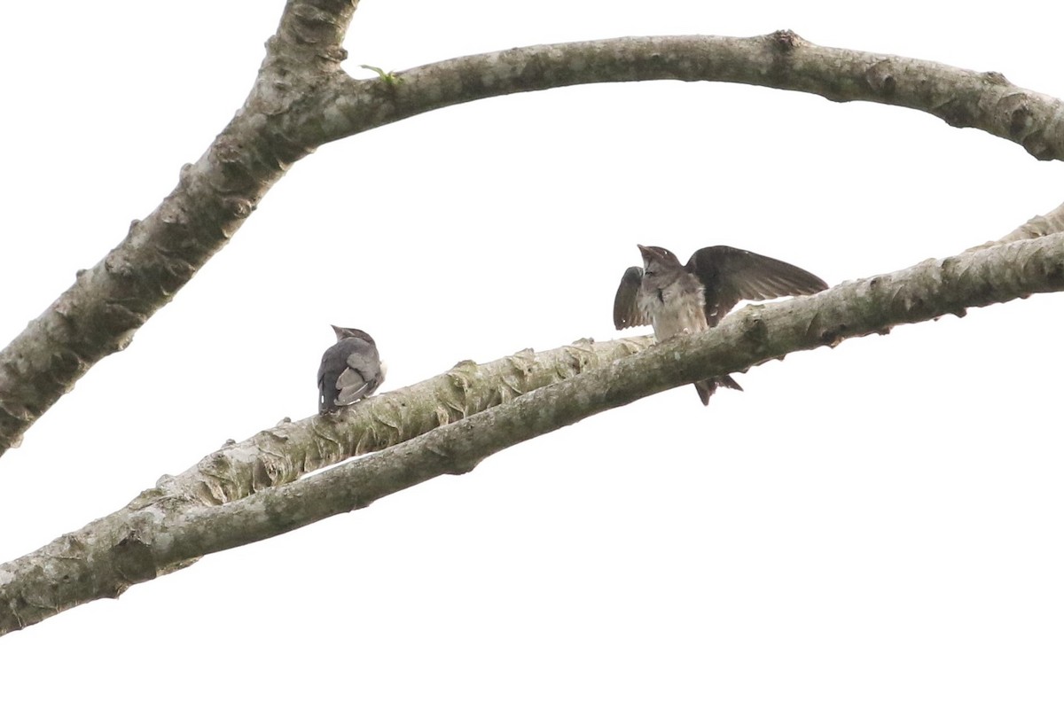 Gray-breasted Martin - ML621358364