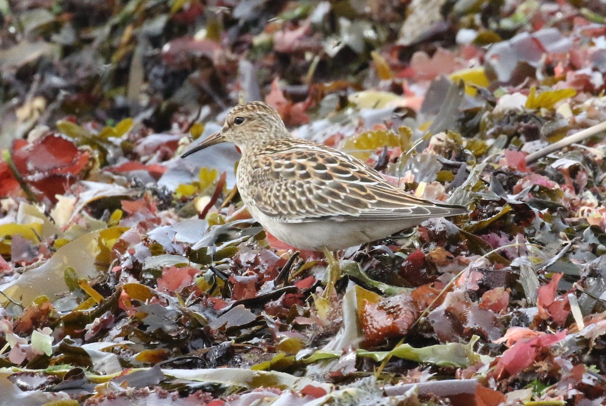 Pectoral Sandpiper - ML621358365