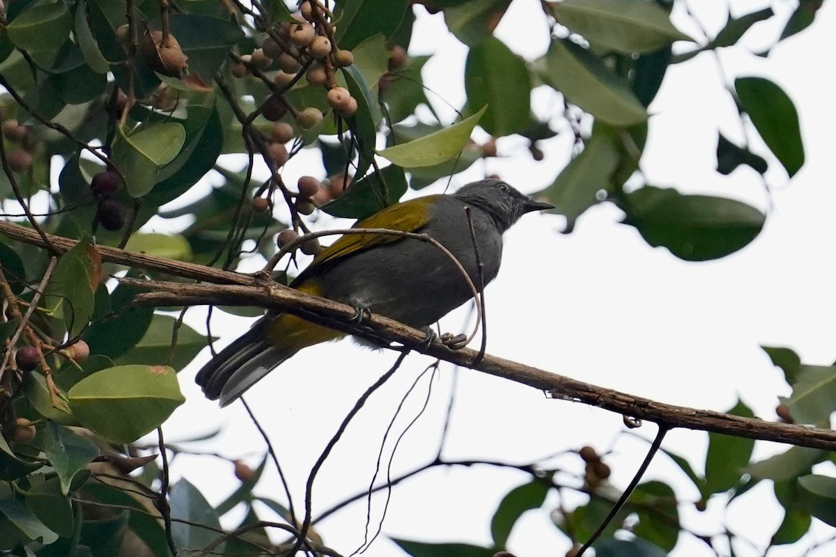 Gray-bellied Bulbul - ML621358376