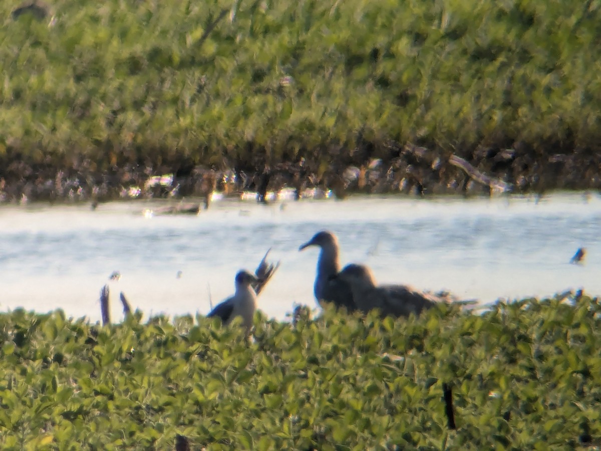 Franklin's Gull - ML621358404