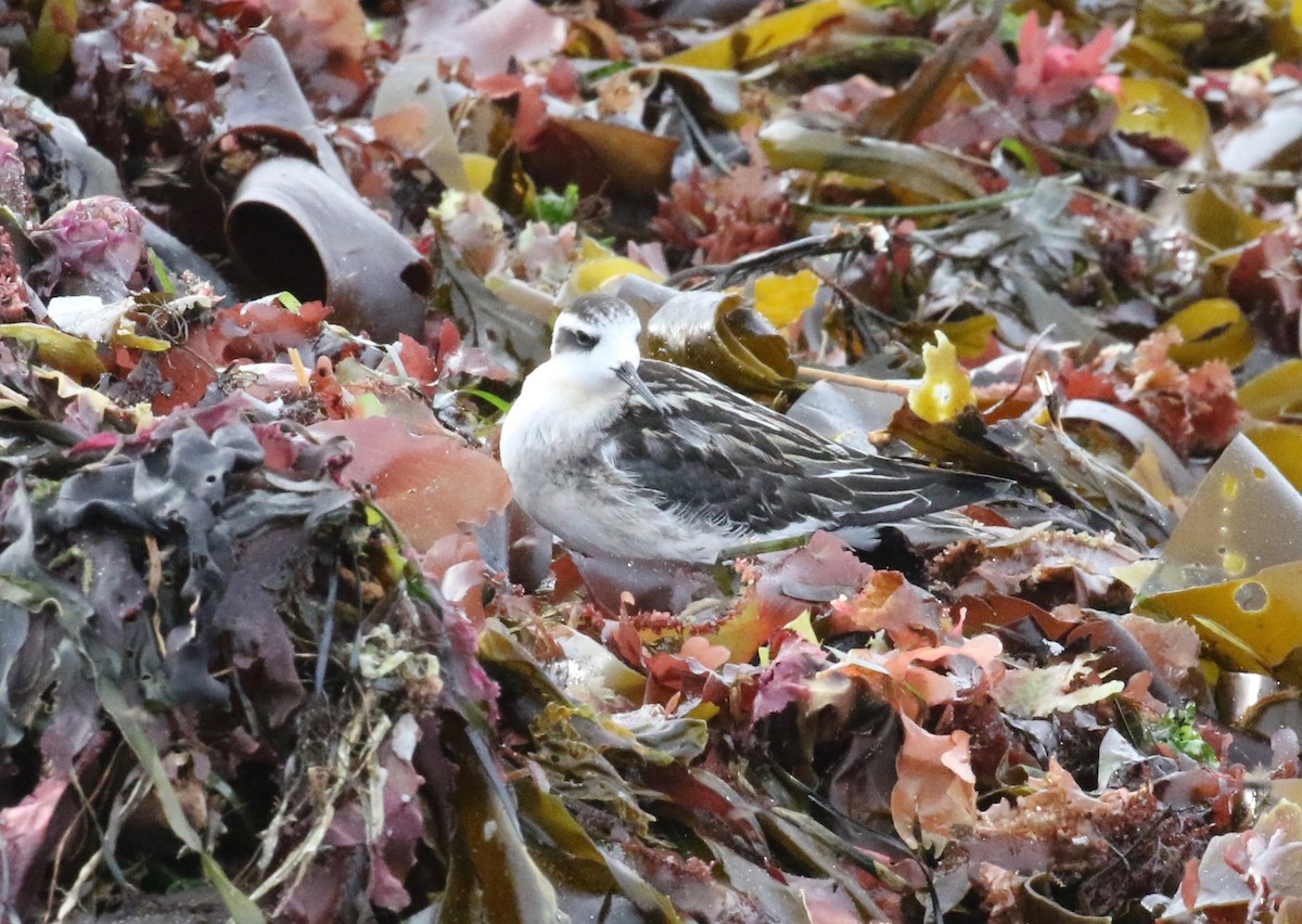 Red-necked Phalarope - ML621358407