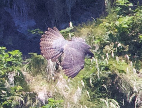 Peregrine Falcon (Peale's) - ML621358412