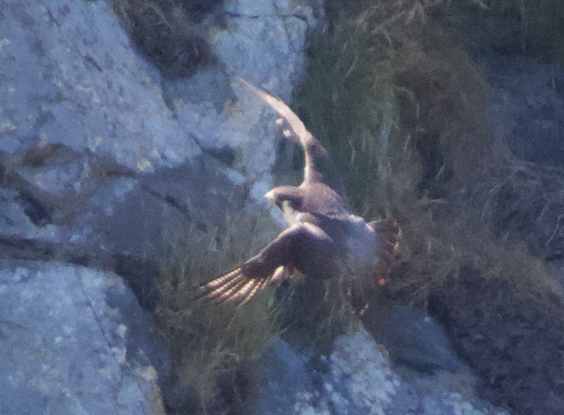 Peregrine Falcon (Peale's) - ML621358413